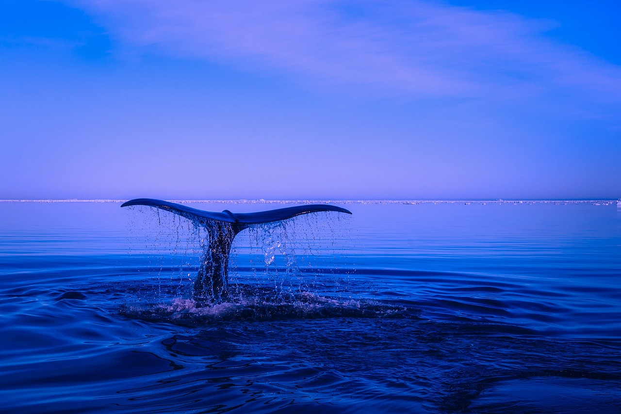 Humpback whale tail rising from the ocean during the winter migration.