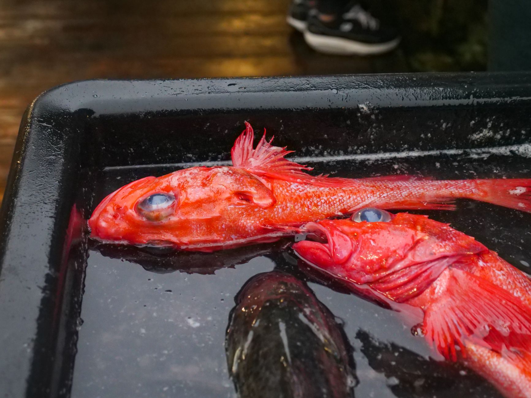 Close-up of fresh, uncooked red snapper fish ready for preparation.