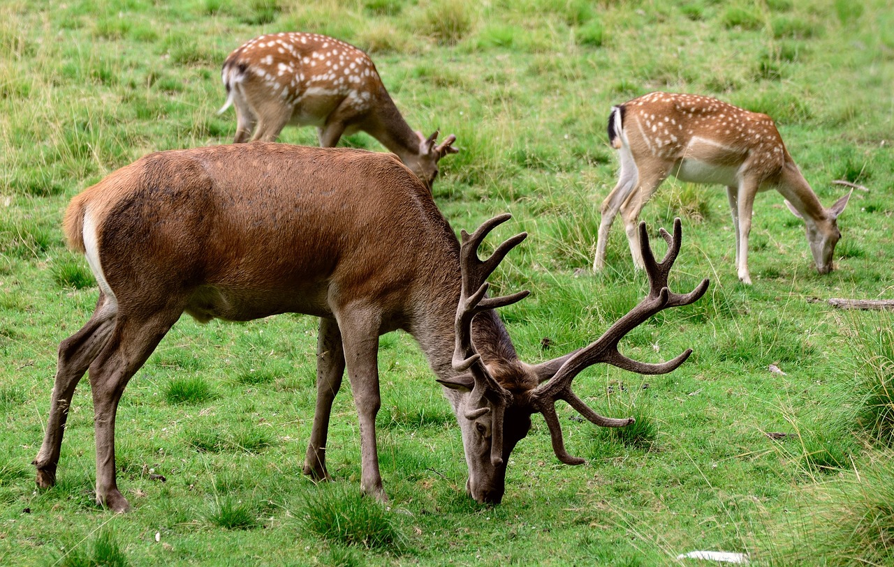 Fallow deer buck standing in open grassland