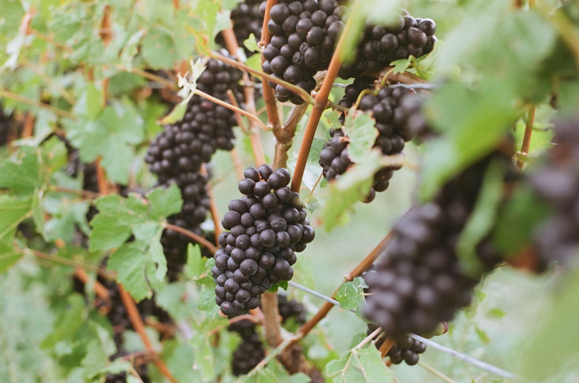 Pinot noir grapes hanging on the vine, the sort of fruit that made Central Otago pinot a serious pursuit rather than a merch line.