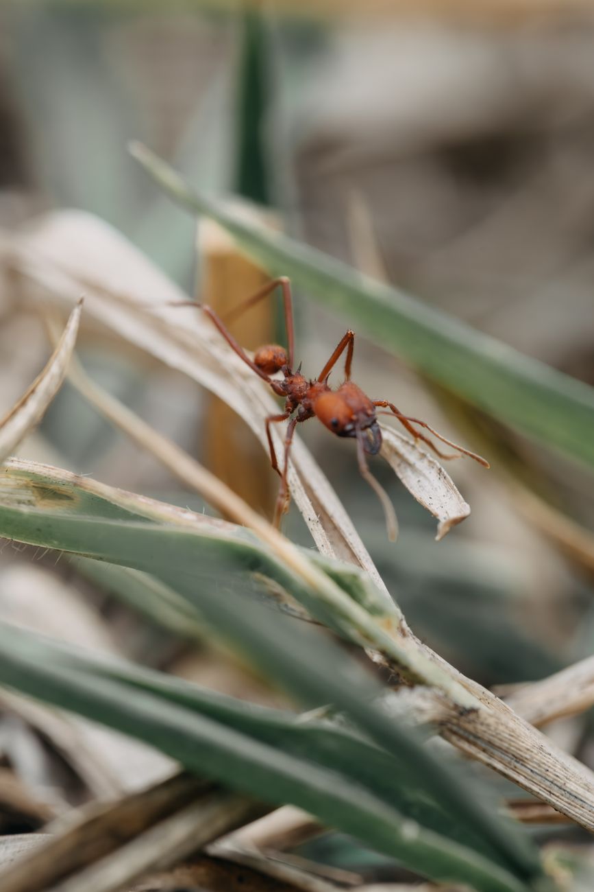 Close-up of a red ant on dry grass, matching the ground-level fire ant risk now affecting outdoor spaces in south-east Queensland.