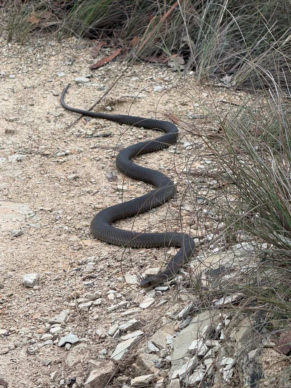 a snake caught in a bike's chain and gear sprockets.