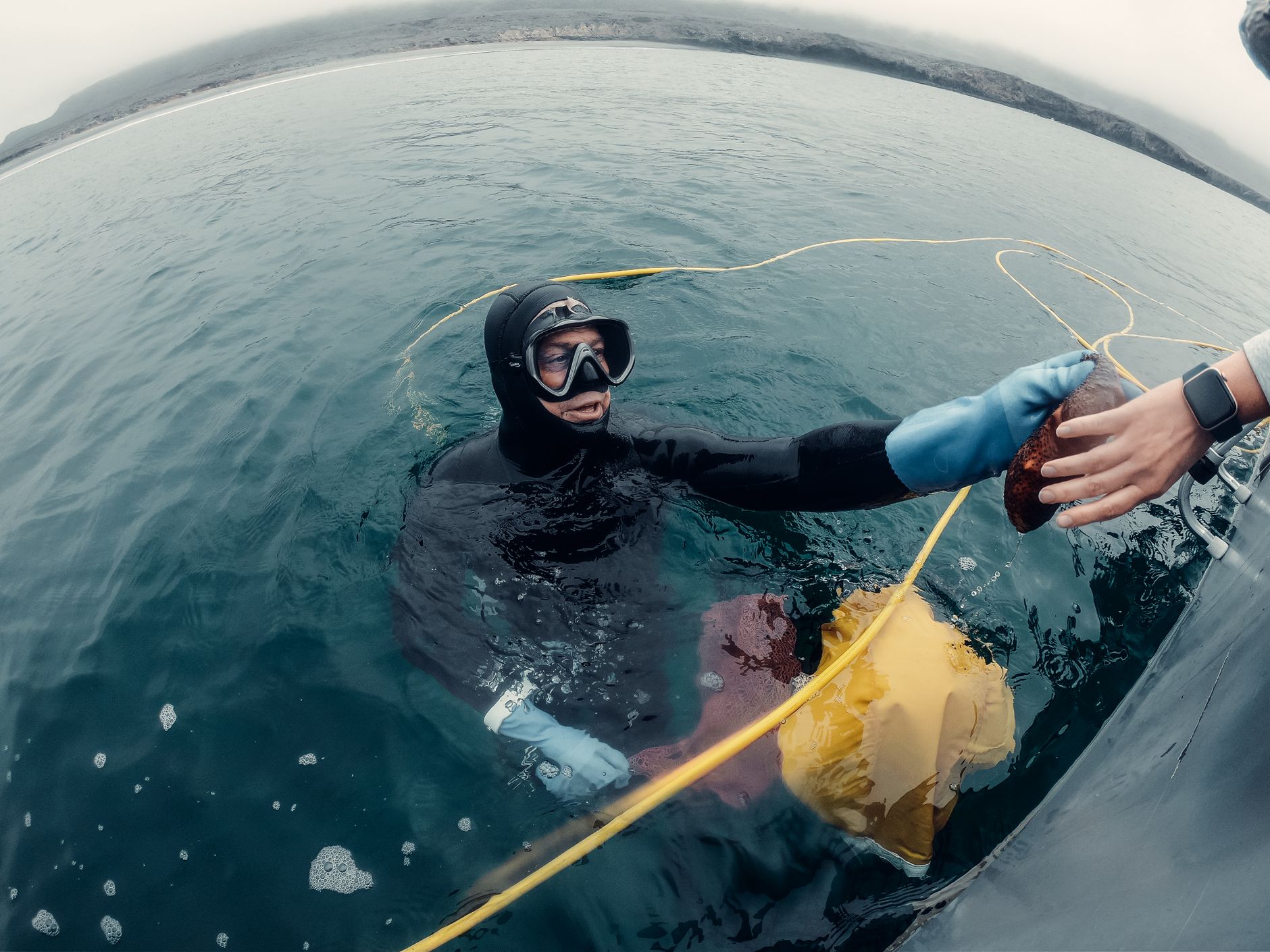 Scuba diver in a wetsuit collecting shellfish beside a small boat.