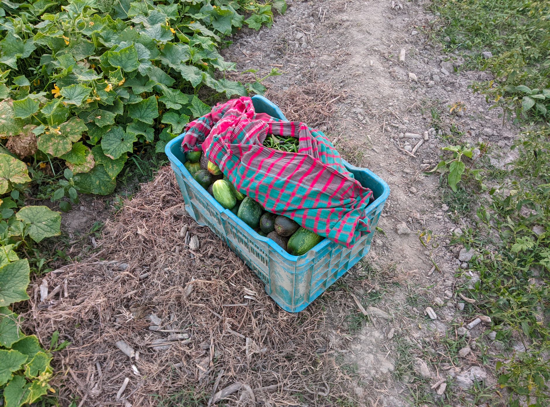 Fresh vegetables at market showing the price pressure on North Queensland growers